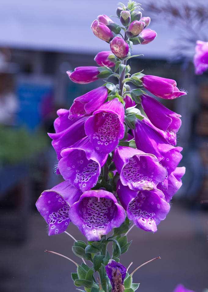 Foxgloves