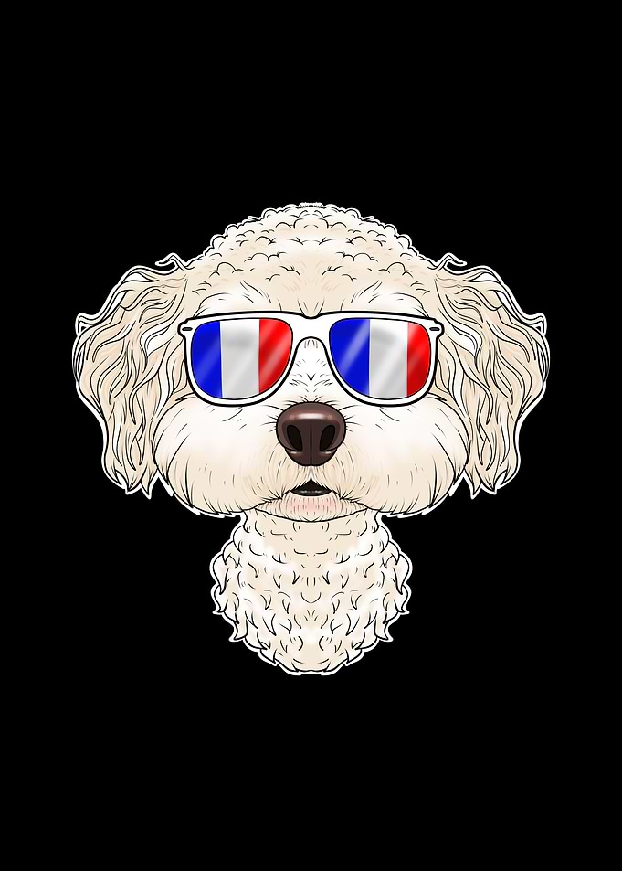 Bichon Frise France