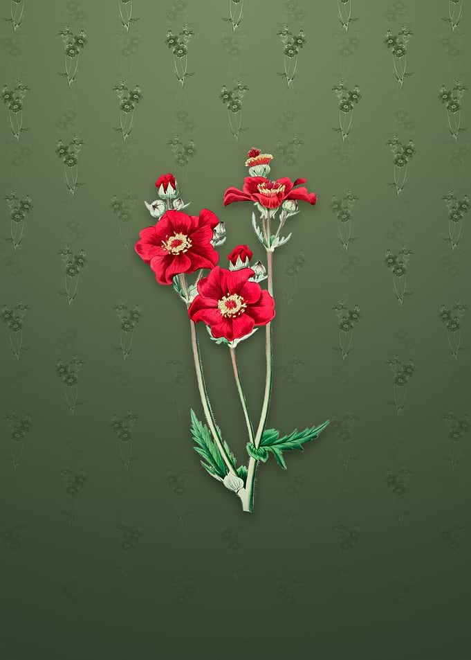 Chilian Guem Flower