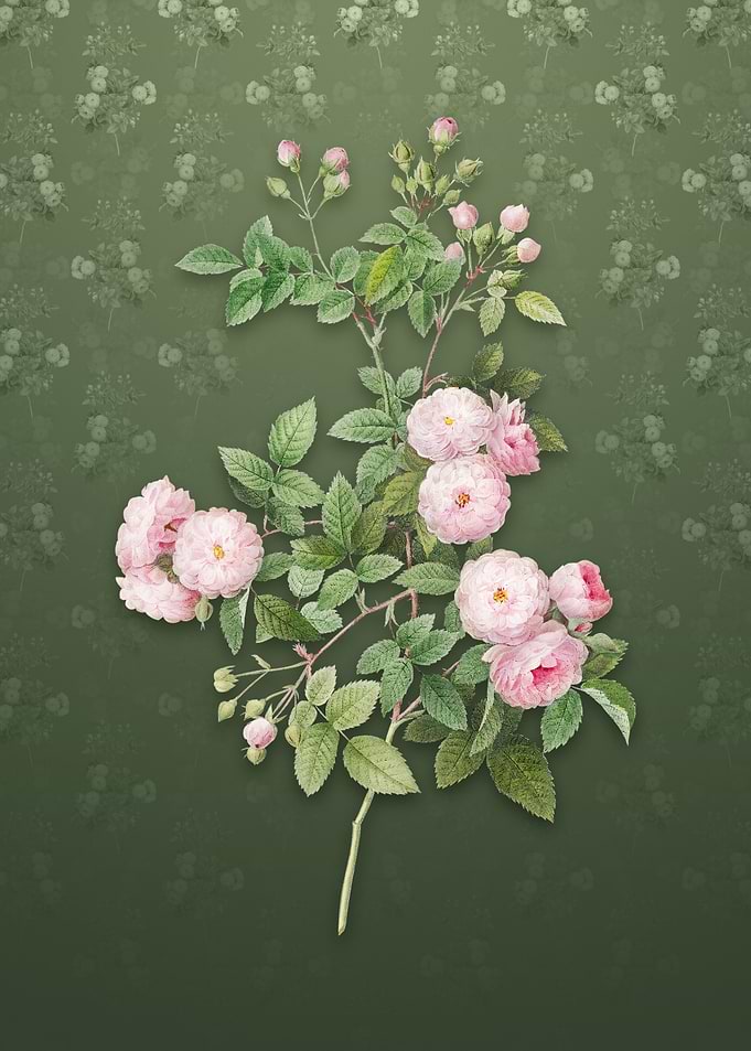 Vintage Pink Baby Roses