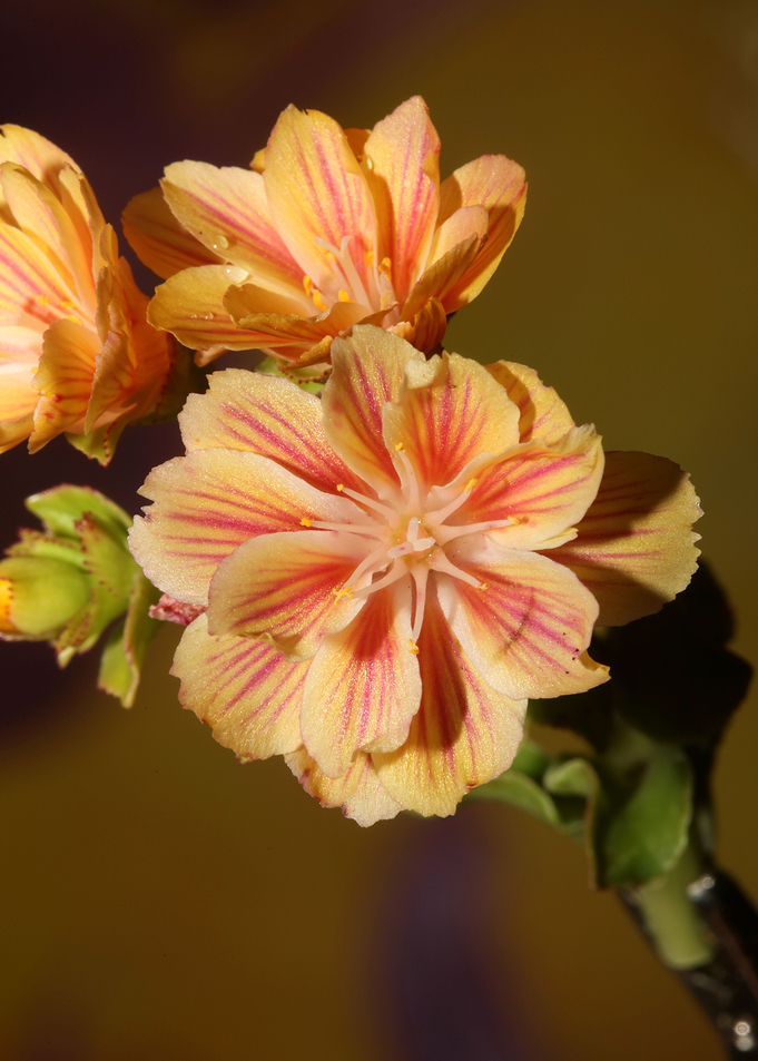 Lewisia flowering close up