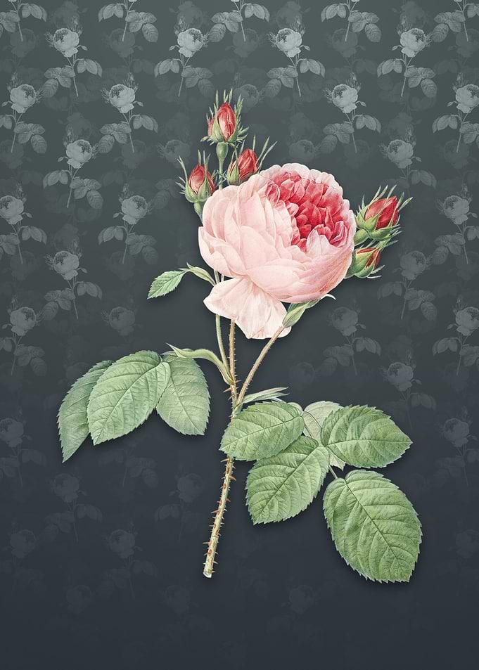 Vintage Pink Cabbage Rose