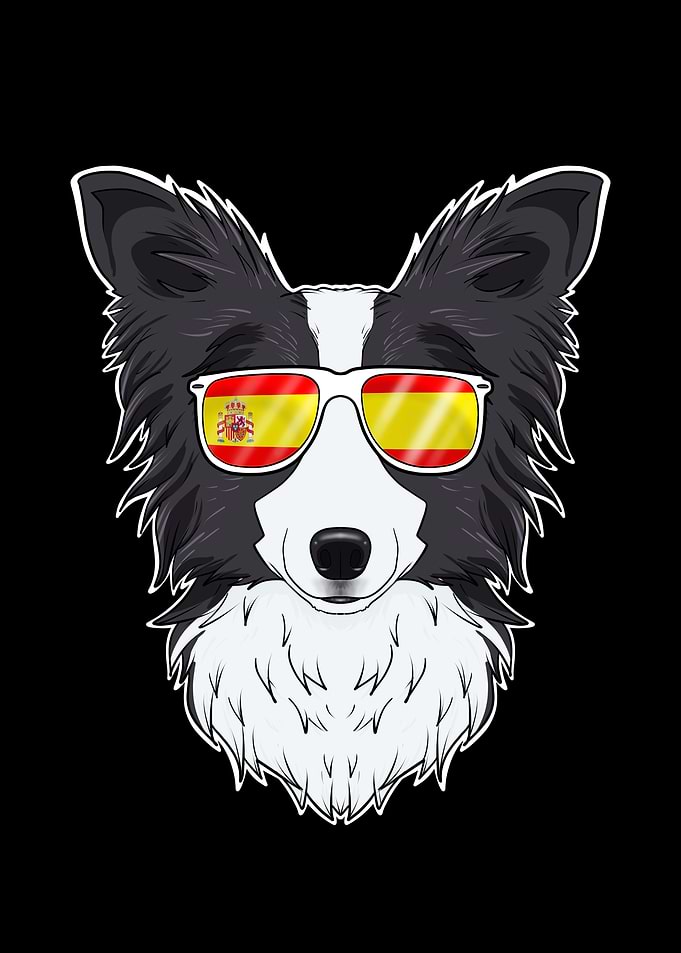 Border Collie I Spain