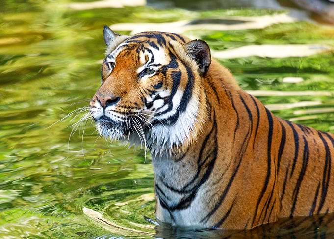 Portrait of a tiger