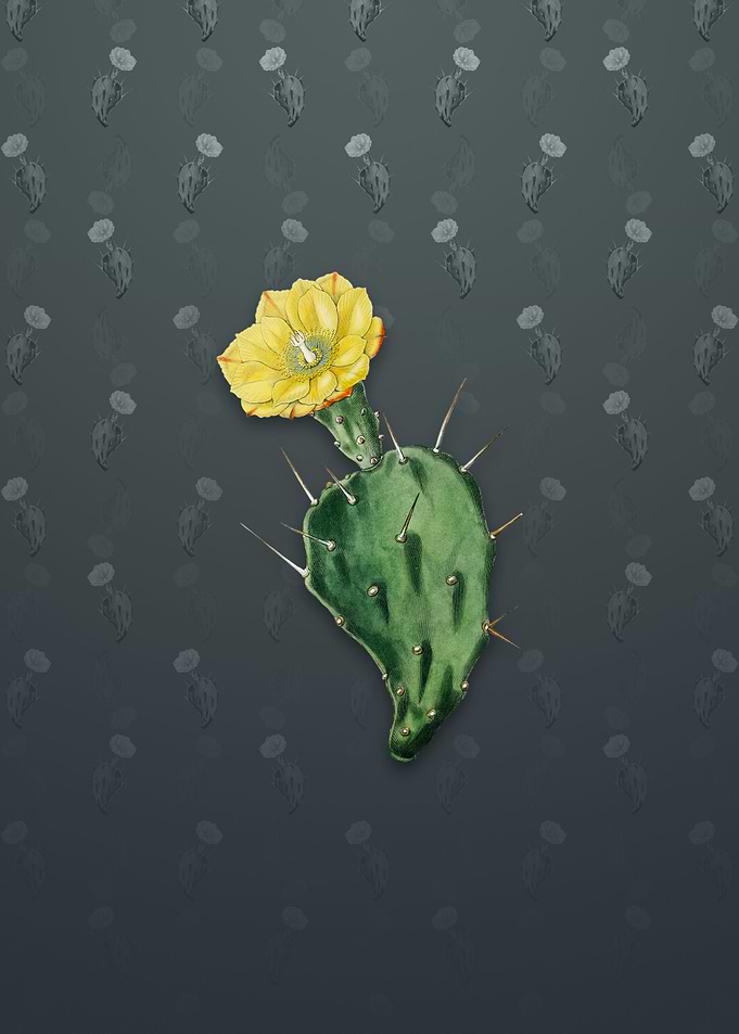 One Spined Opuntia Flower