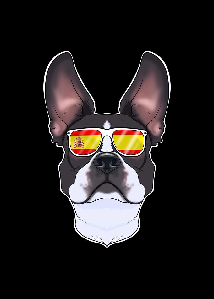 Boston Terrier I Spain