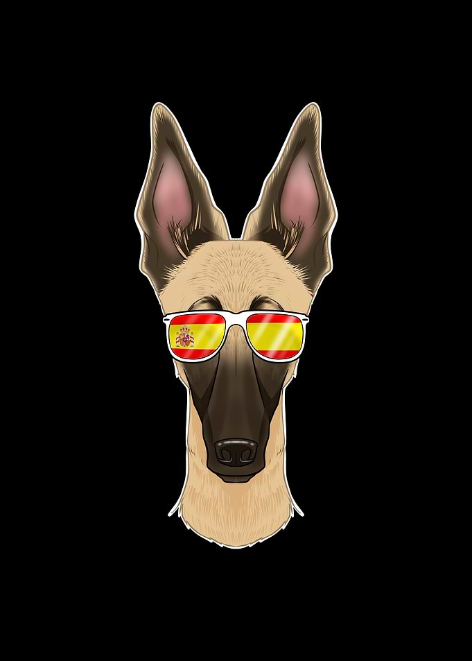 Malinois I Spain