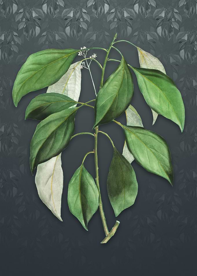 Vintage Camphor Tree