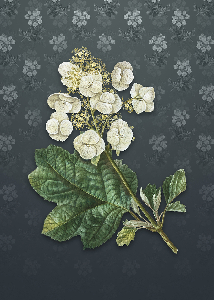 Vintage Oakleaf Hydrangea