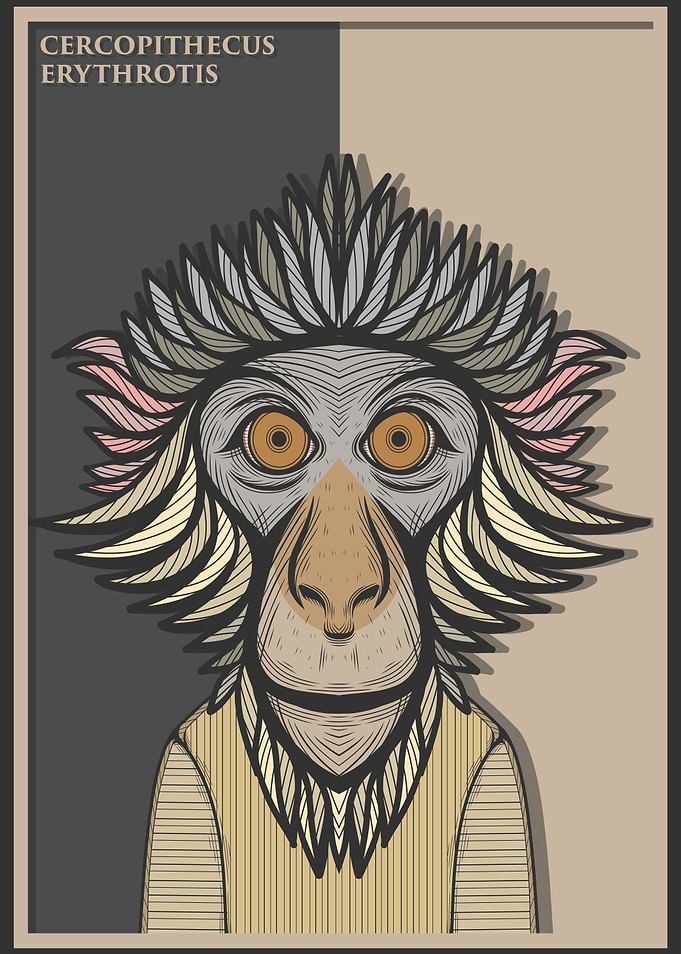 Red Eared Guenon Monkey