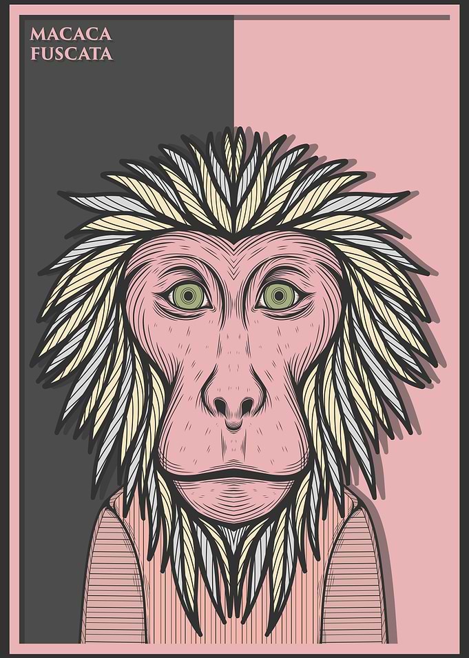 Japanese Macaque Monkey