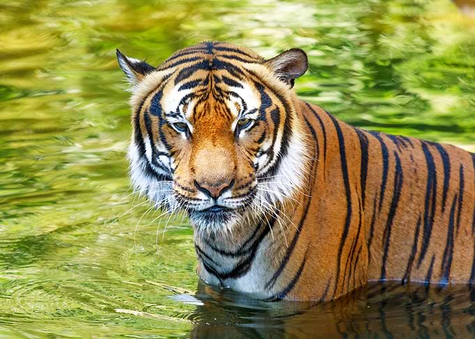 Portrait of a tiger