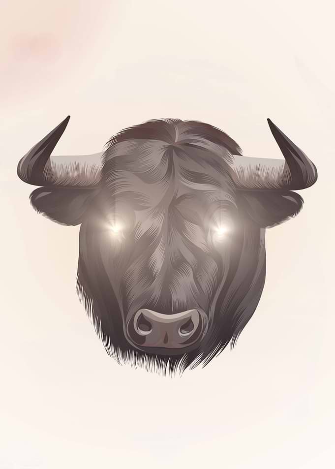 Bull