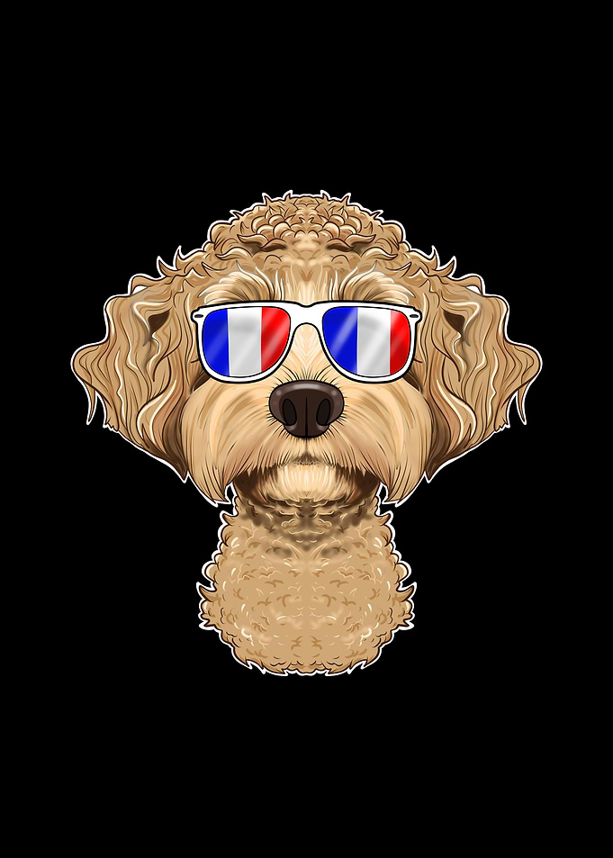 Labaradoodle France