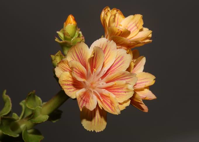 Blossom close up flowering