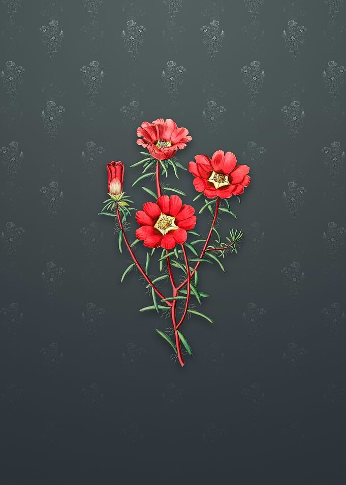 Portulaca Splendens Flower