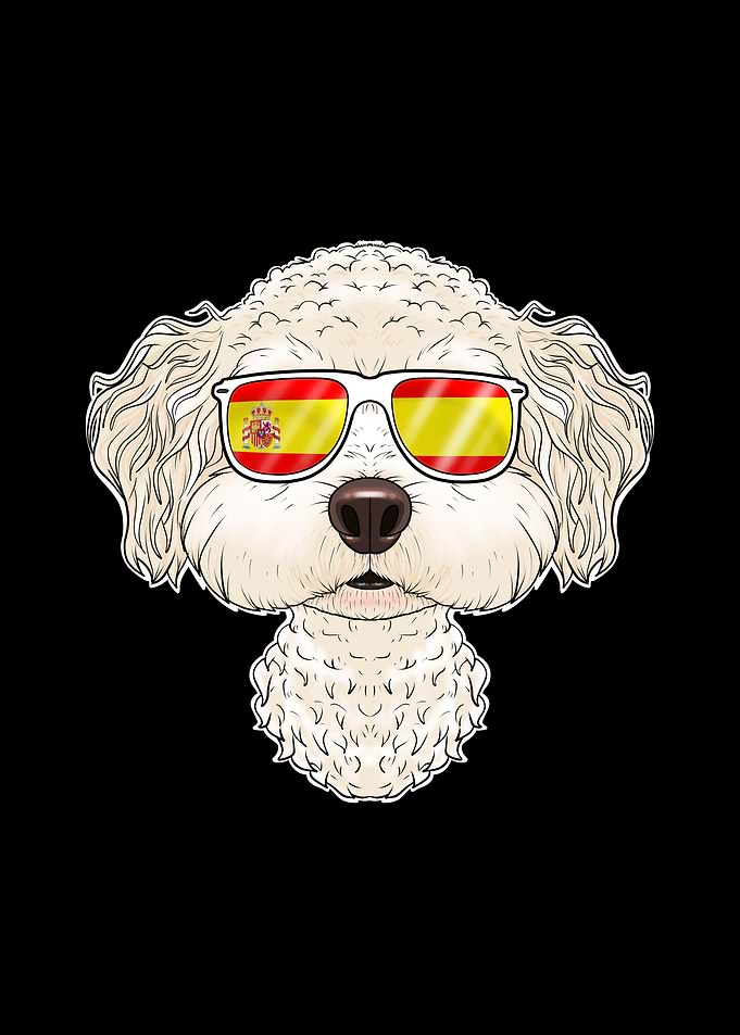 Bichon Frise I Spain