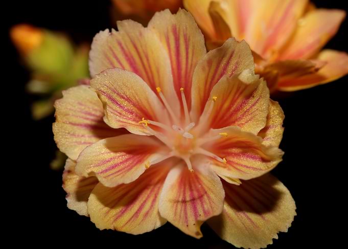 Flower blossoming close up