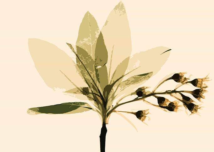 Plant