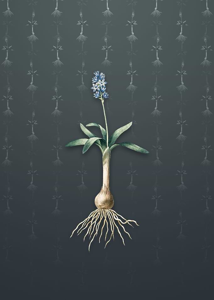 Vintage Scilla Lingulata
