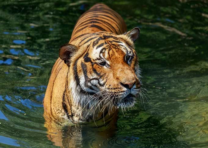 Portrait of a tiger