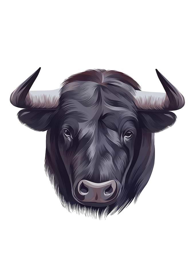 Bull head