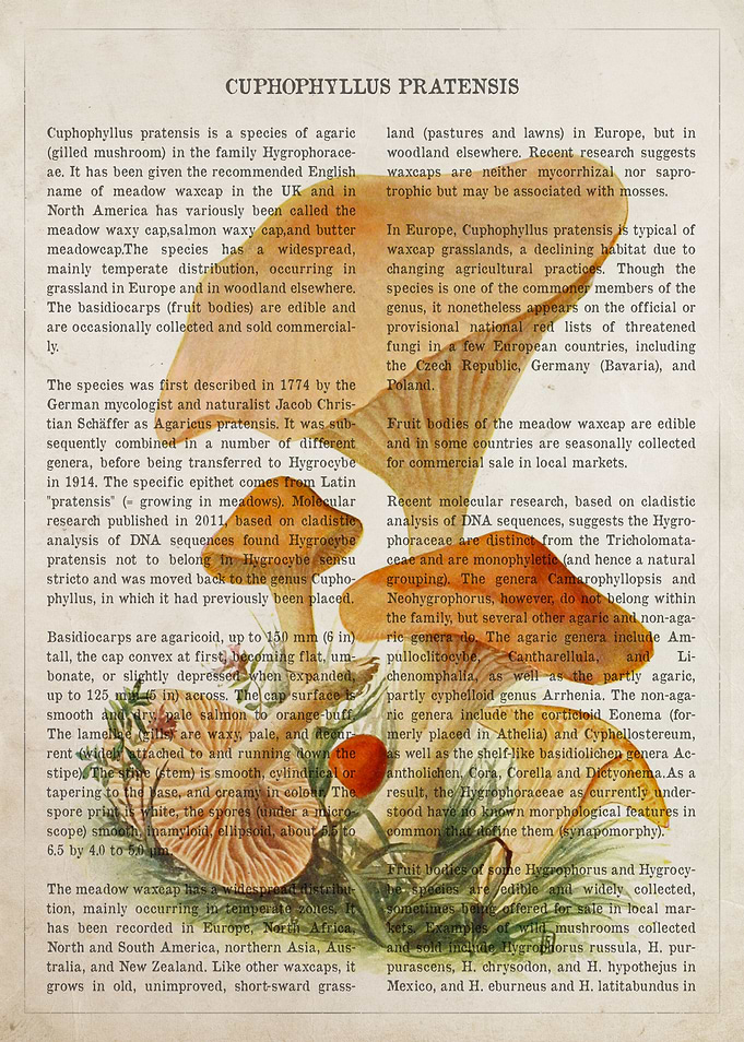 Mushroom Cuphophyllus