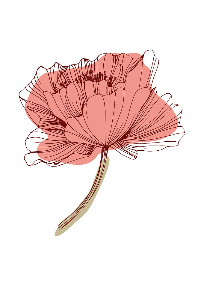 Poppy Botanical Floral