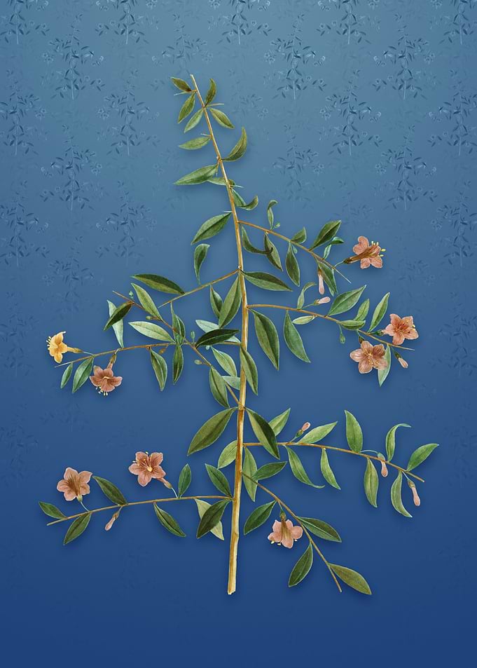 Goji Berry on Bahama Blue