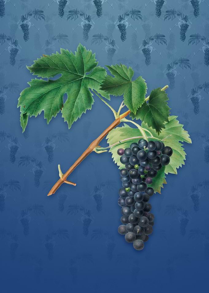 Black Aleatico Grape