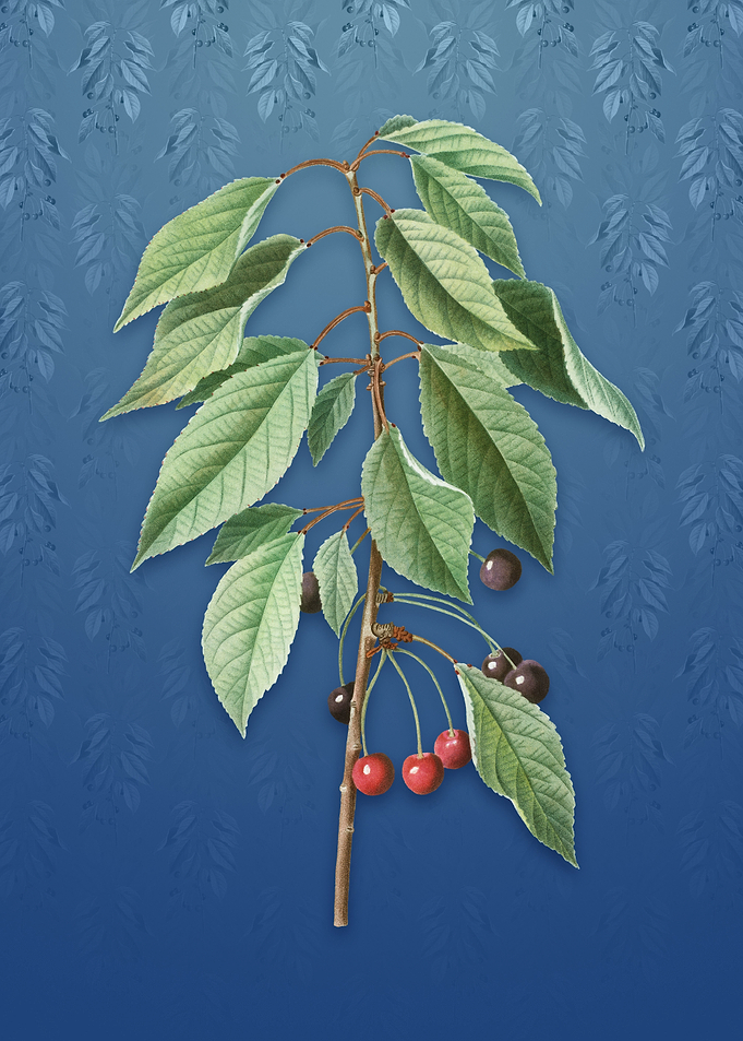 Vintage Wild Cherry