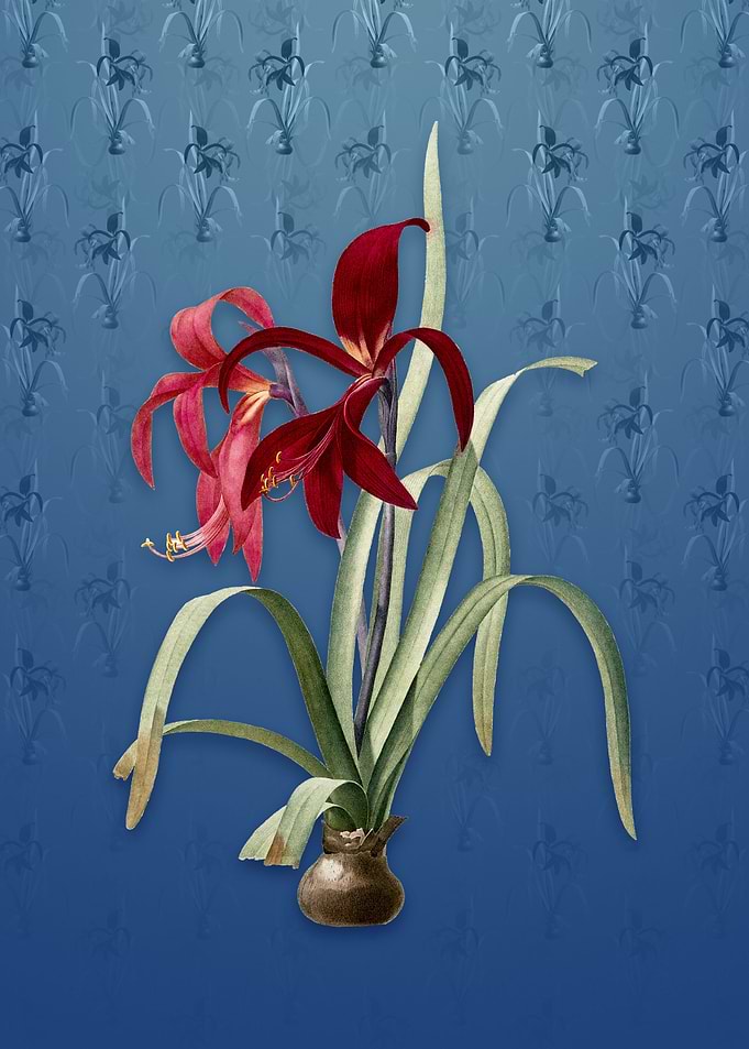 Sprekelia on Bahama Blue