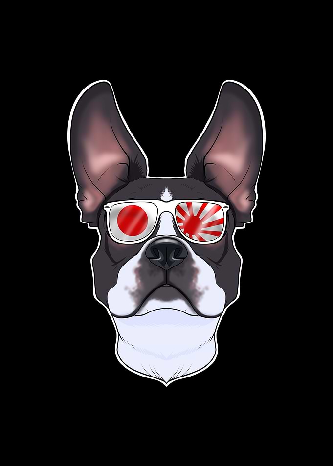Boston Terrier Japan