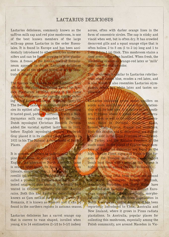 Mushroom Saffron Milk Cap