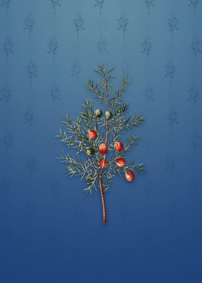 Vintage Common Juniper
