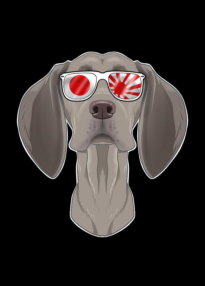 Weimaraner Japan
