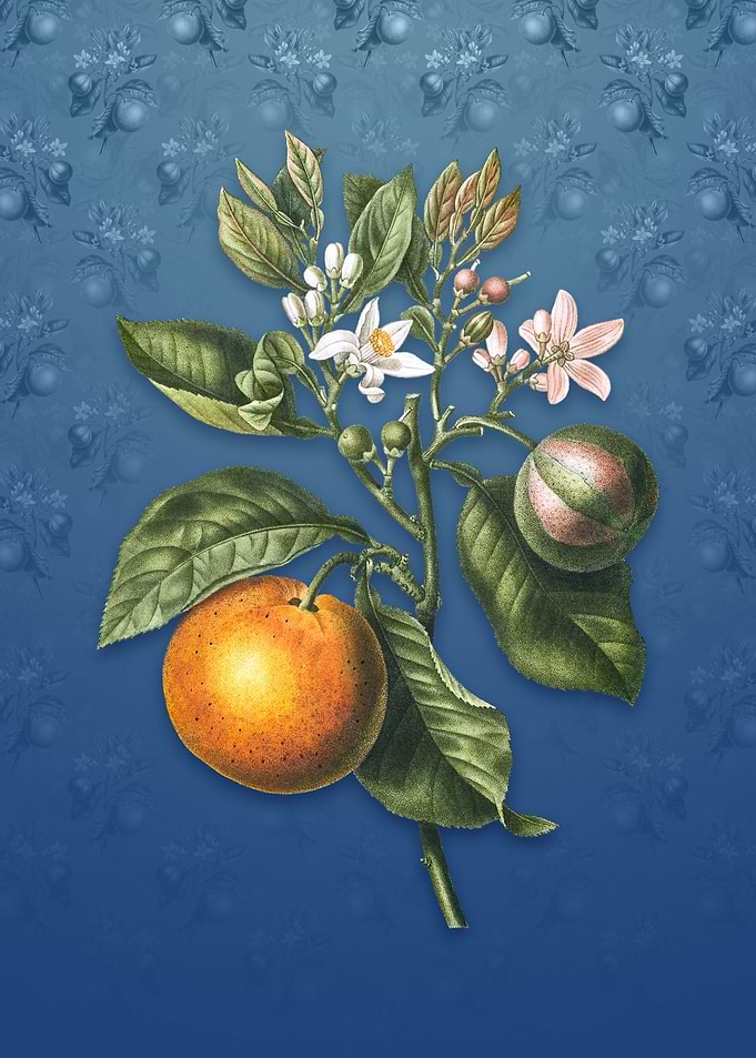 Vintage Bitter Orange