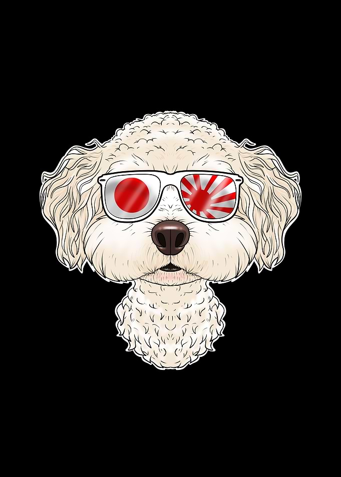 Bichon Frise Japan