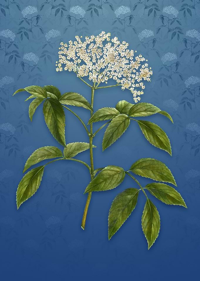 Elderberry Flowering Plant