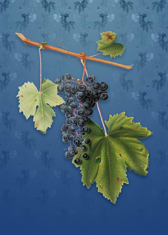 Vintage Grape Colorino