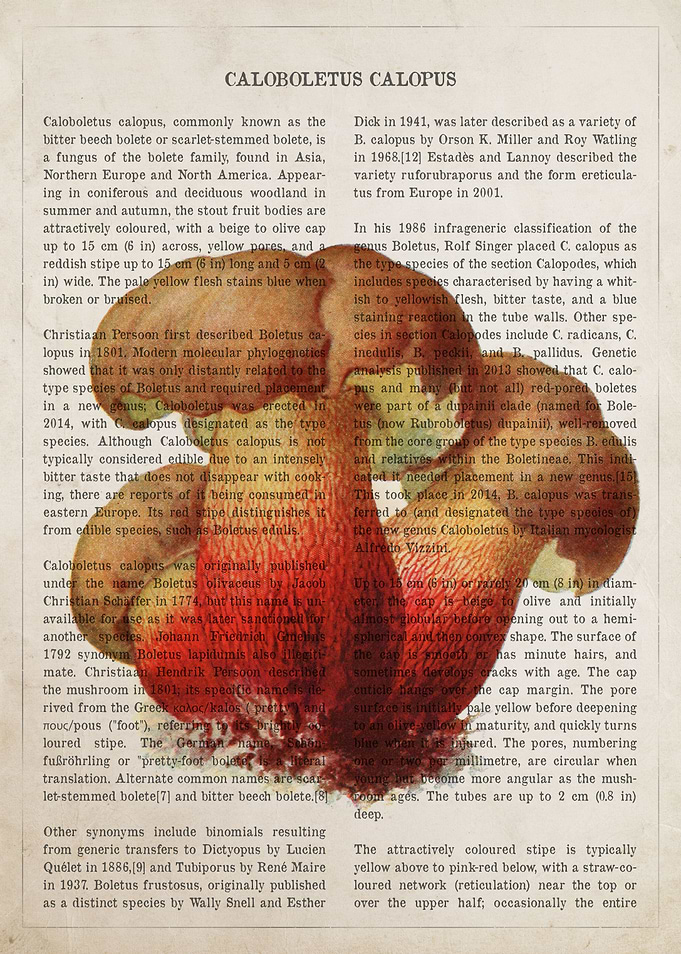 Mushroom Bitter Beech Bole