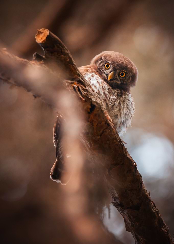 Little Owl