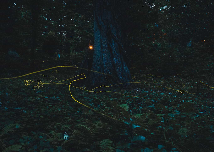 Dancing Fireflies