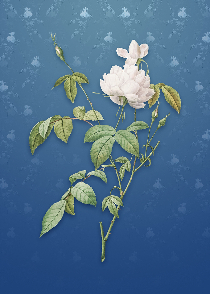 Vintage White Bengal Rose