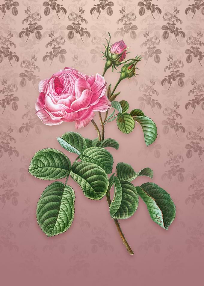 Vintage Provence Rose