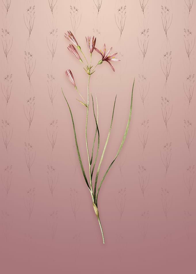 Vintage Amaryllis Montana