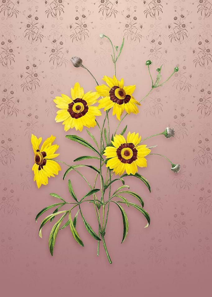 Vintage Coreopsis Elegans