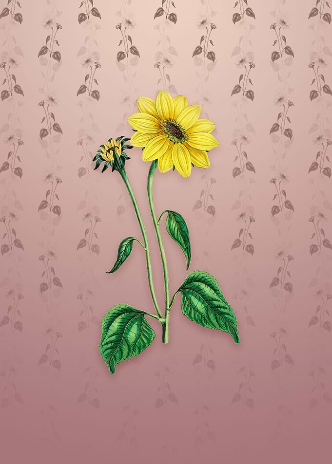 Trumpet Stalked Sunflower