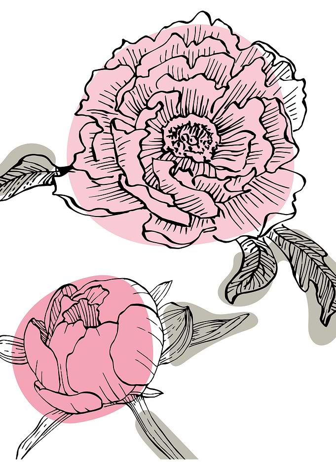 Peony Minimalist ART