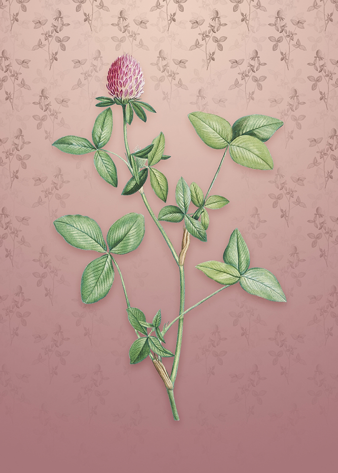 Vintage Pink Clover